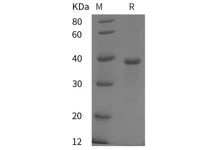 Валидация Elabscience PDEH100815(254)