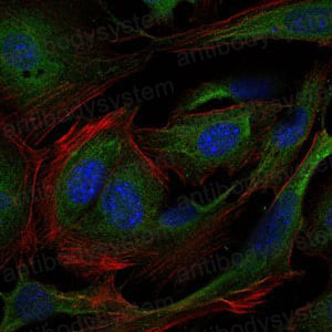 Валидация IF - AntibodySystem RHE47601