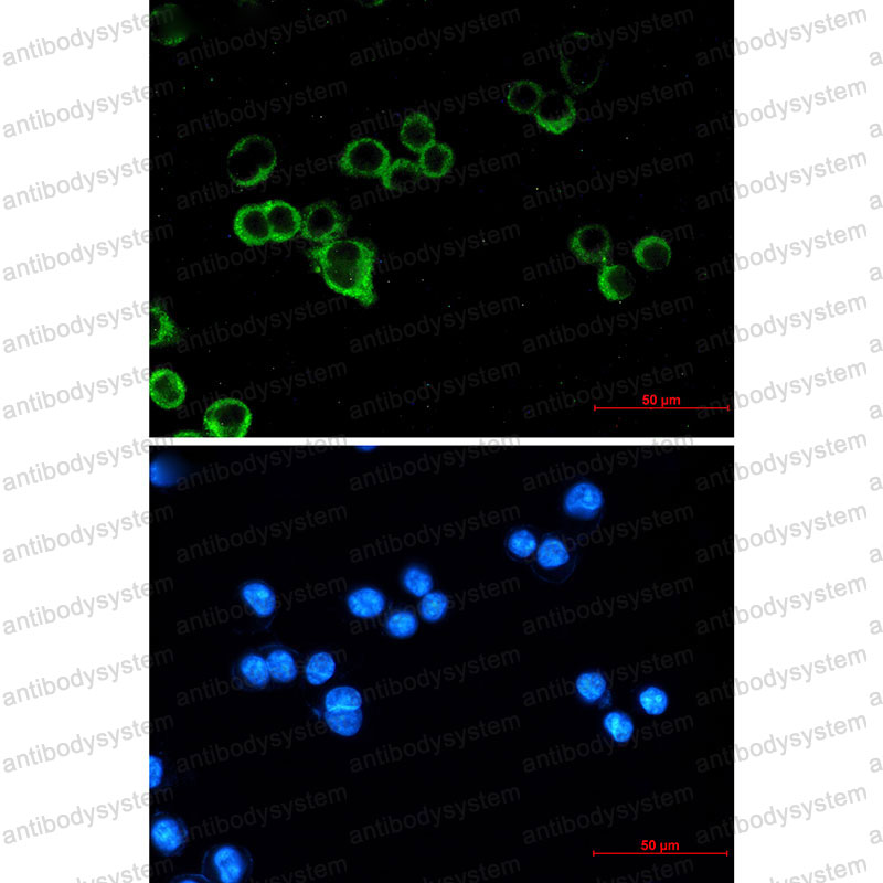 Валидация IF - AntibodySystem RHC05401