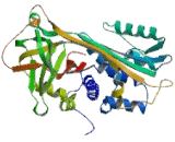 Pigment Epithelium Derived Factor (PEDF) Pigment Epithelium Derived Factor (PEDF)