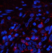 Валидация Elabscience E-AB-22123