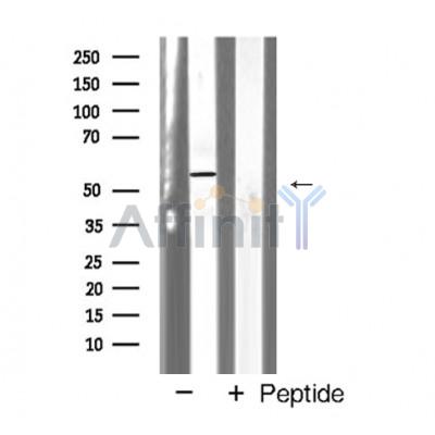 Валидация Affinity AF5412 - 3059
