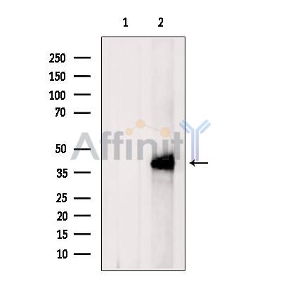 Валидация Affinity DF2327 - 12903