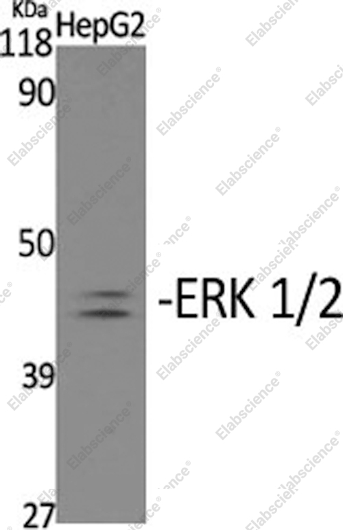 Вестерн-блоттинг, Phospho-ERK 1/2 (Tyr204), клетки HepG2
