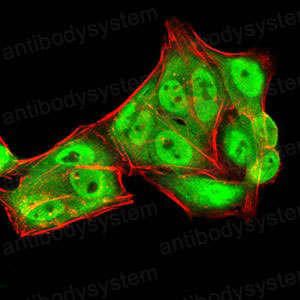Валидация IF - AntibodySystem RHF53503 (1045)