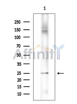 Валидация Affinity DF15834 - 12341