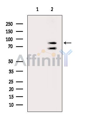 Валидация Affinity DF14286 - 10159