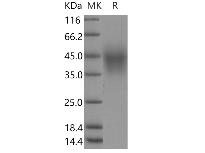 Валидация Elabscience PKSH030565(1470)