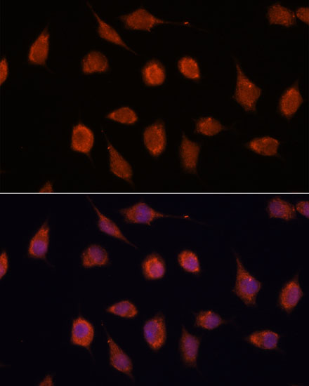 Валидация Elabscience E-AB-66729