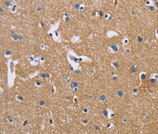 Валидация Elabscience E-AB-14835