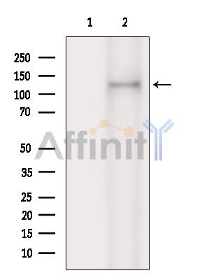 Валидация Affinity DF13950 - 9696