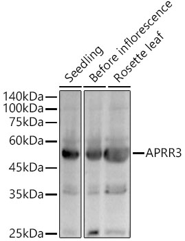 A22254, вестерн-блоттинг, ткани Arabidopsis thaliana (13550)