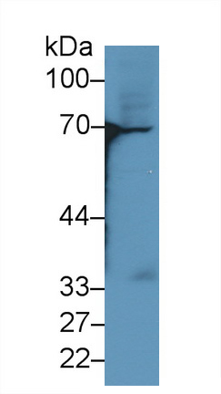 22457
