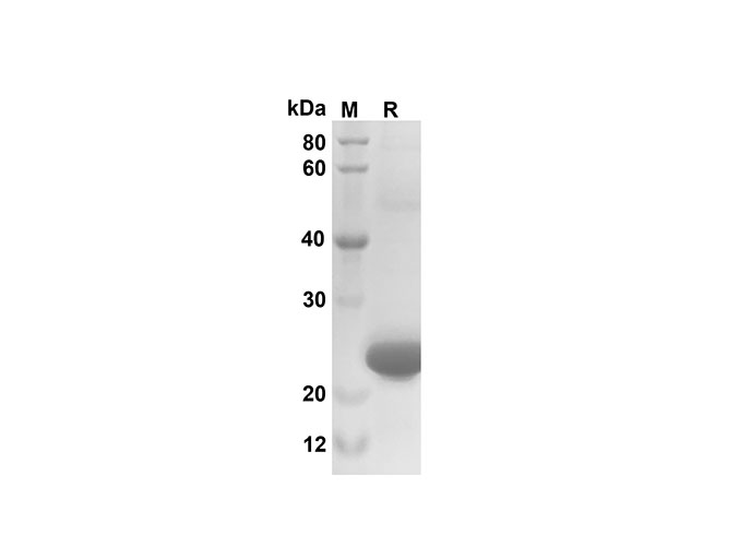 Валидация Elabscience PDEM100171(520)