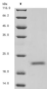 SDS-PAGE