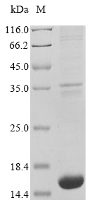SDS-PAGE