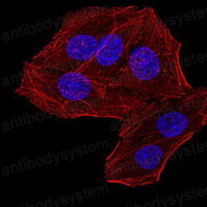 Валидация IF - AntibodySystem RHH30001 (1338)