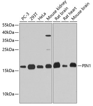 Валидация Elabscience E-AB-60610