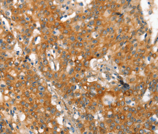 Валидация Elabscience E-AB-13064