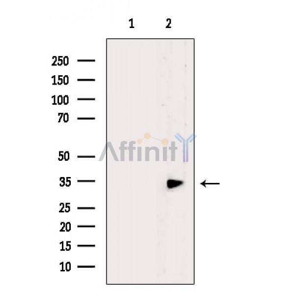 Валидация Affinity DF2446 - 13067
