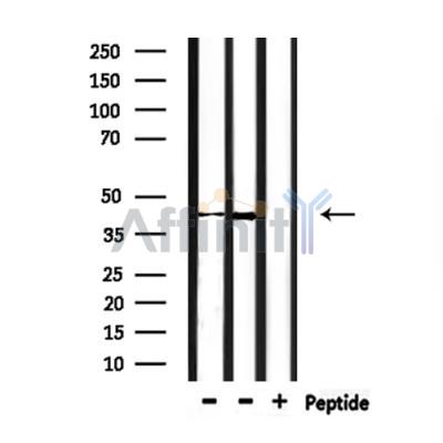 Валидация Affinity DF9331 - 21810