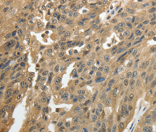 Валидация Elabscience E-AB-10354