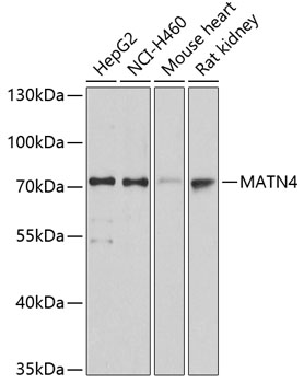 Валидация Elabscience E-AB-63727