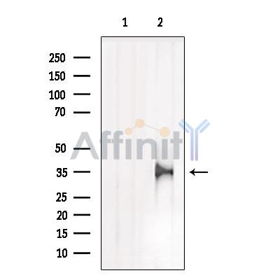 Валидация Affinity DF6183 - 17433