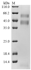 SDS-PAGE