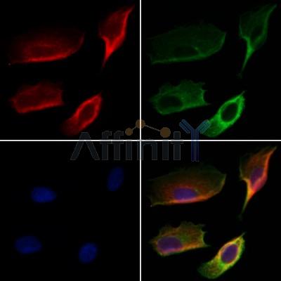 Валидация Affinity DF3705 - 14743