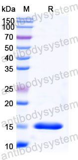 Валидация SDS-PAGE - AntibodySystem RHC09602