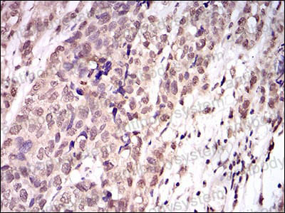 Валидация AntibodySystem RHN91501 (3944)