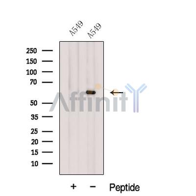 Валидация Affinity DF12619 - 7248