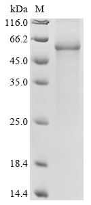 SDS-PAGE