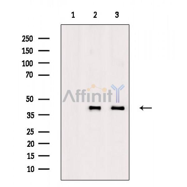 Валидация Affinity DF3218 - 14039