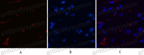 Валидация IF - AntibodySystem RHE14403
