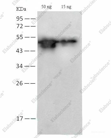 Вестерн-блоттинг, SARS-CoV2-NP, белок SARS-CoV2-NP