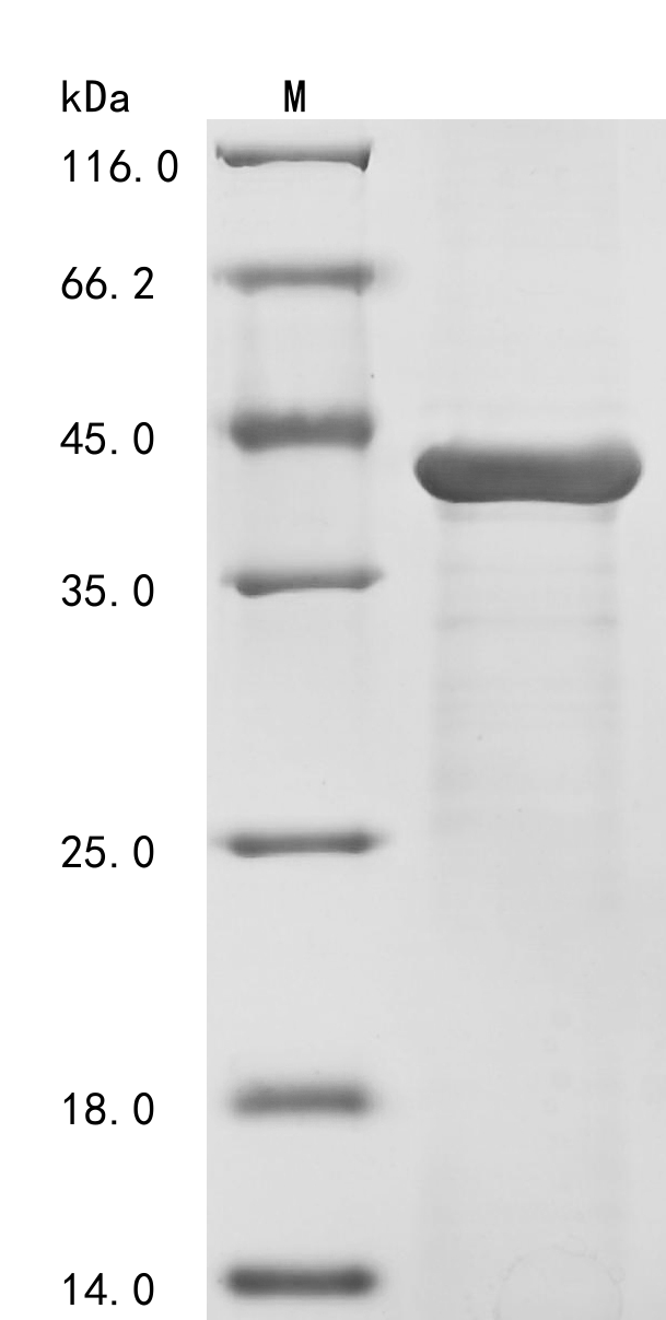 SDS-PAGE
