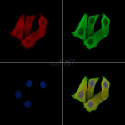 Валидация Affinity DF15595 - 12016