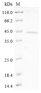SDS-PAGE