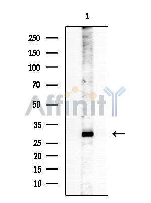 Валидация Affinity AF6660 - 3936