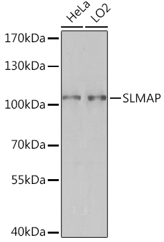 Валидация Elabscience E-AB-91680