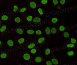 Валидация IF - AntibodySystem RHG43409