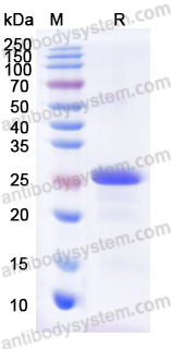 Валидация AntibodySystem YHG75901