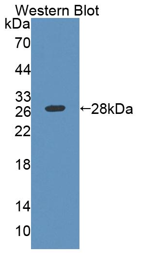 59072