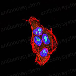 Валидация AntibodySystem RHD19503