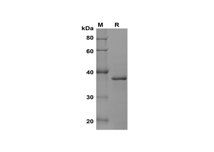 Валидация Elabscience PDEH100634(146)