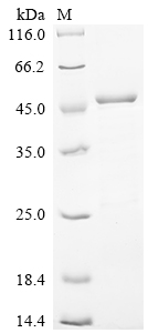 SDS-PAGE