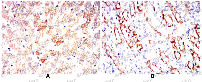 Валидация AntibodySystem RHJ64002 (3496)