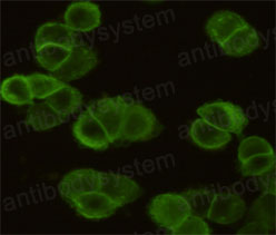 Валидация IF - AntibodySystem RHB86921